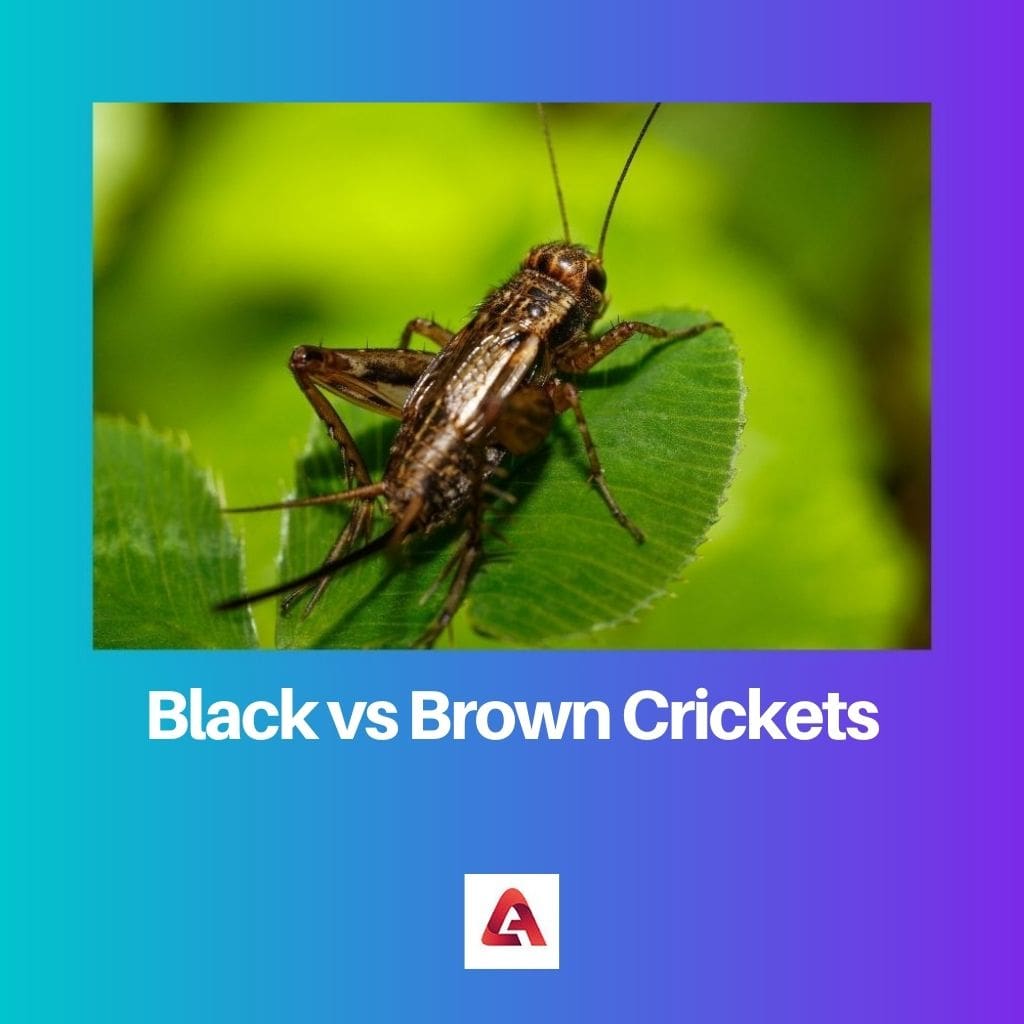 Black vs Brown Crickets 1