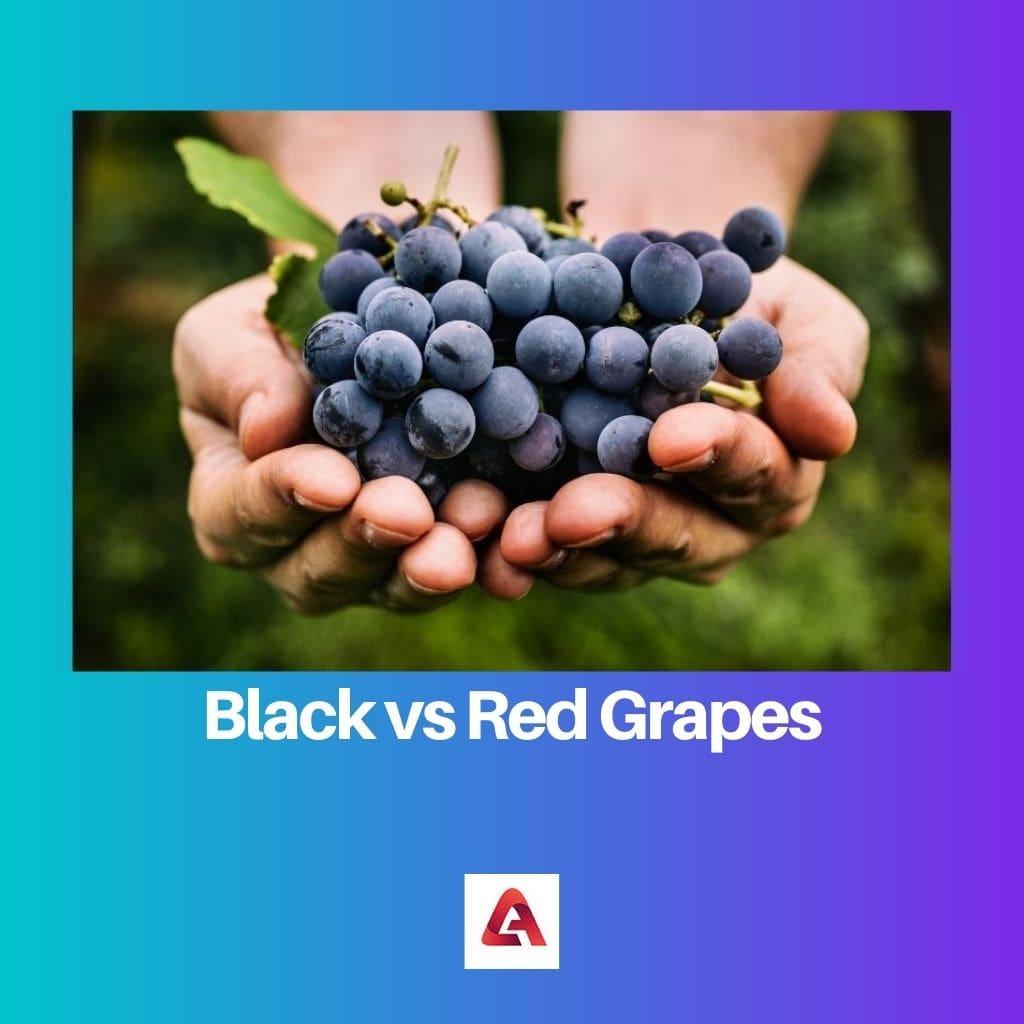 Black vs Red Grapes 1