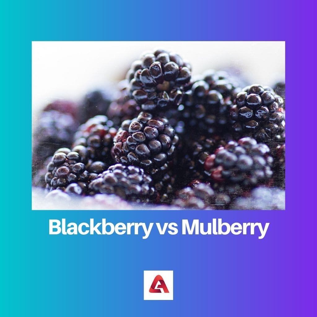 Blackberry vs Mulberry
