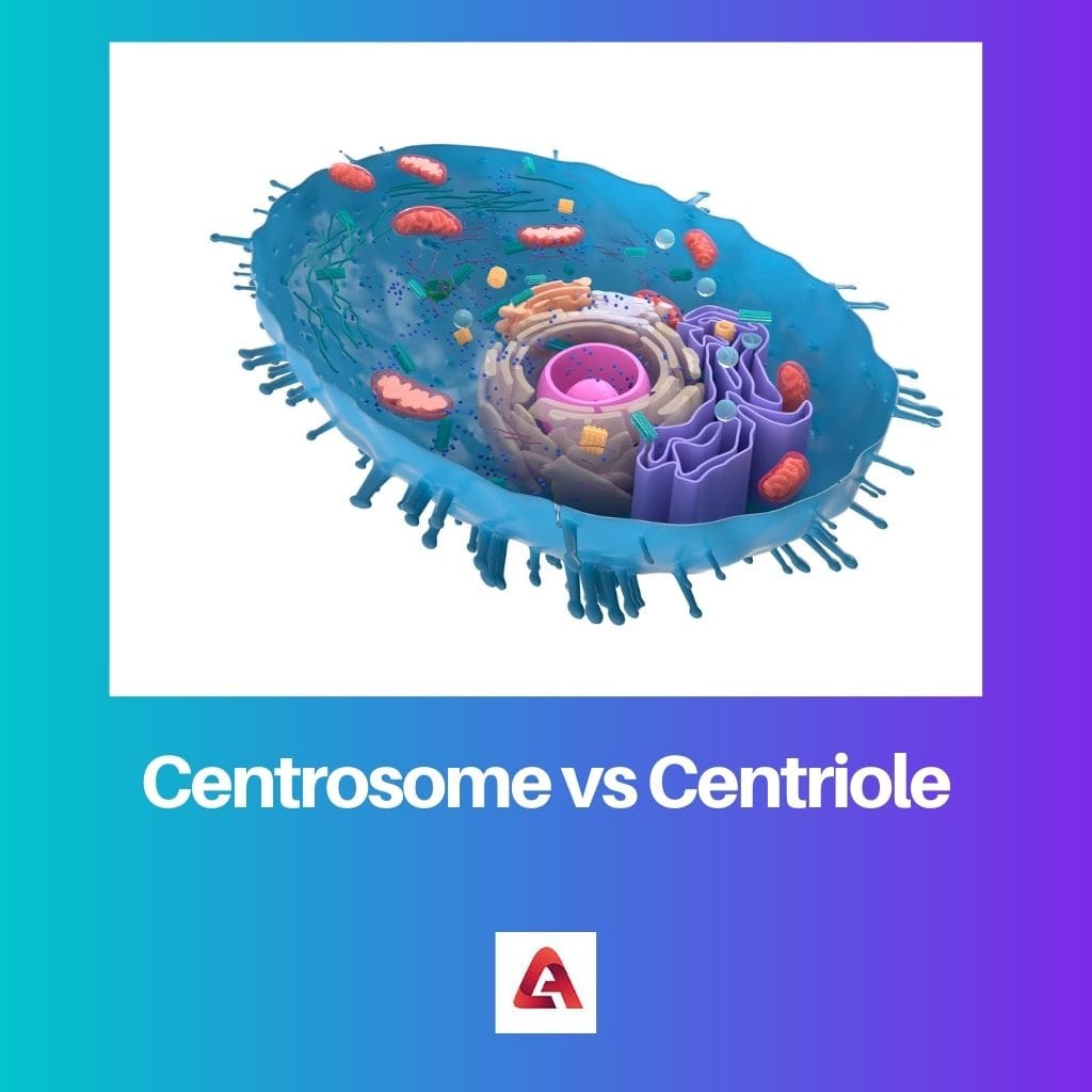 Centrosome vs Centriole