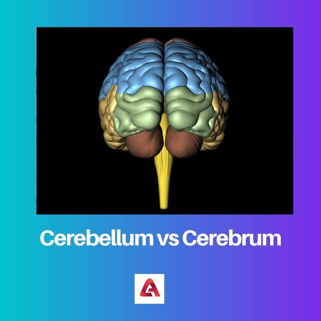 Cerebellum vs Cerebrum