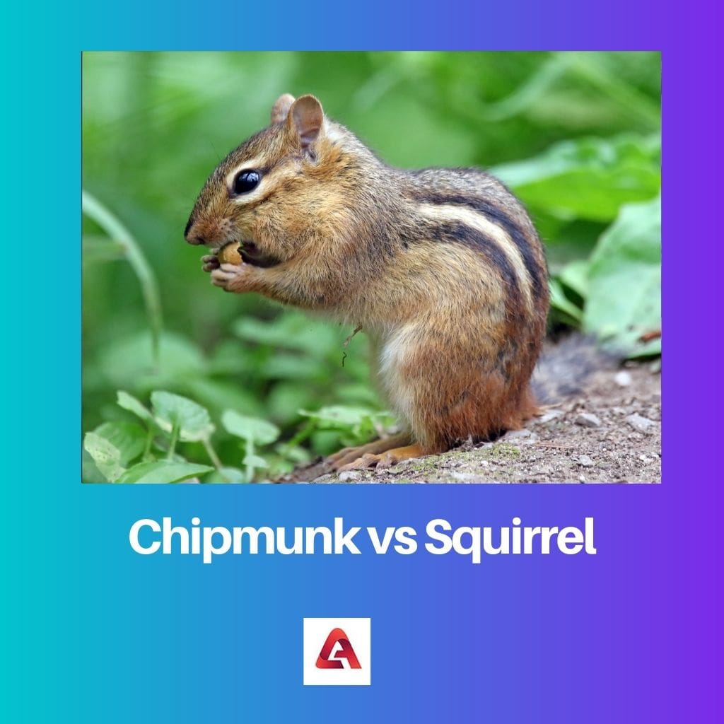 Chipmunk vs Squirrel