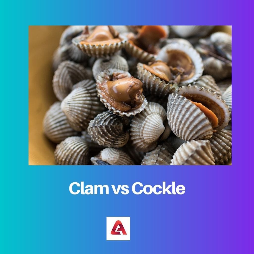 Clam vs Cockle