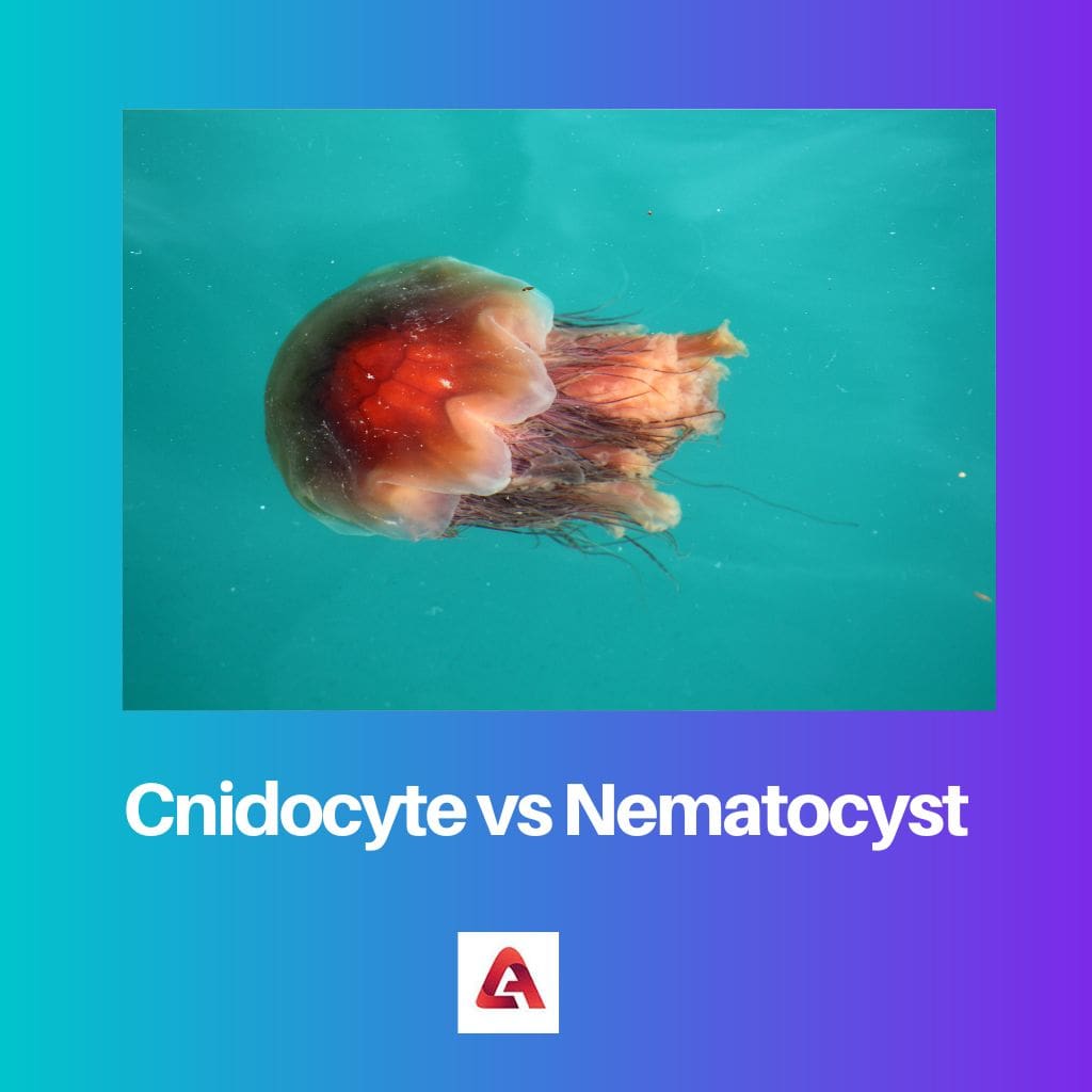 Cnidocyte vs Nematocyst