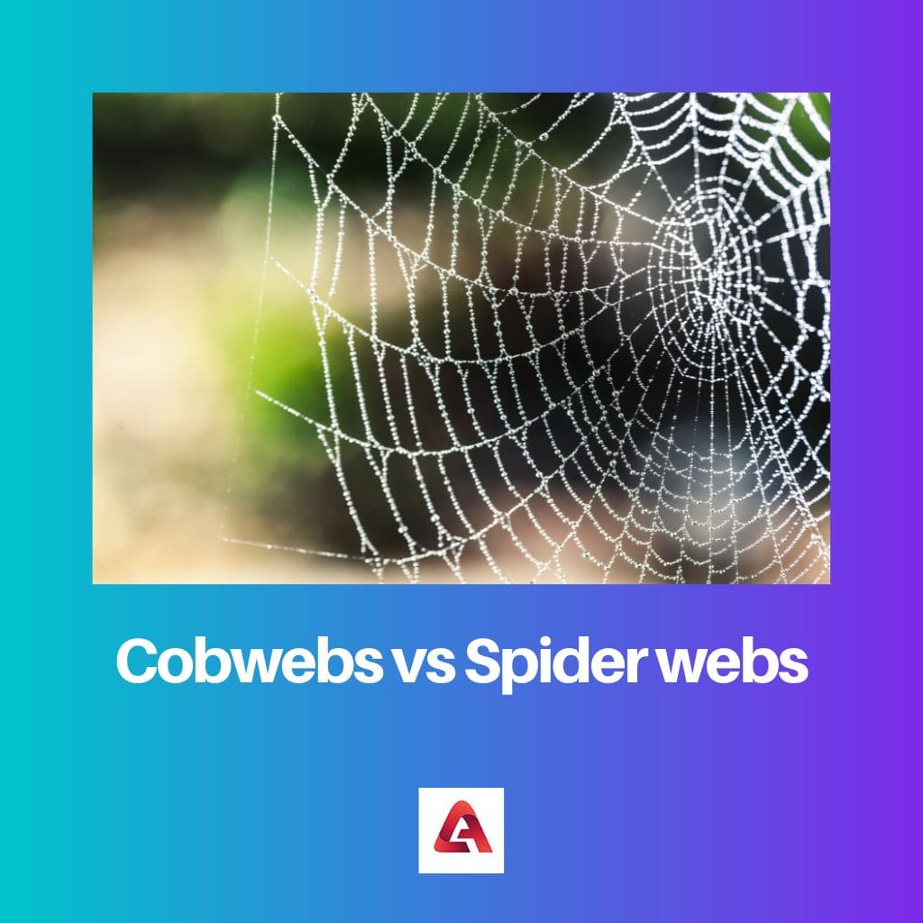 Cobwebs vs Spider webs