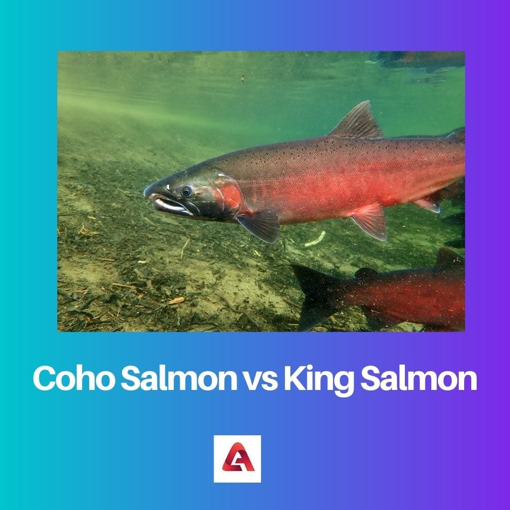 Coho Salmon vs King Salmon