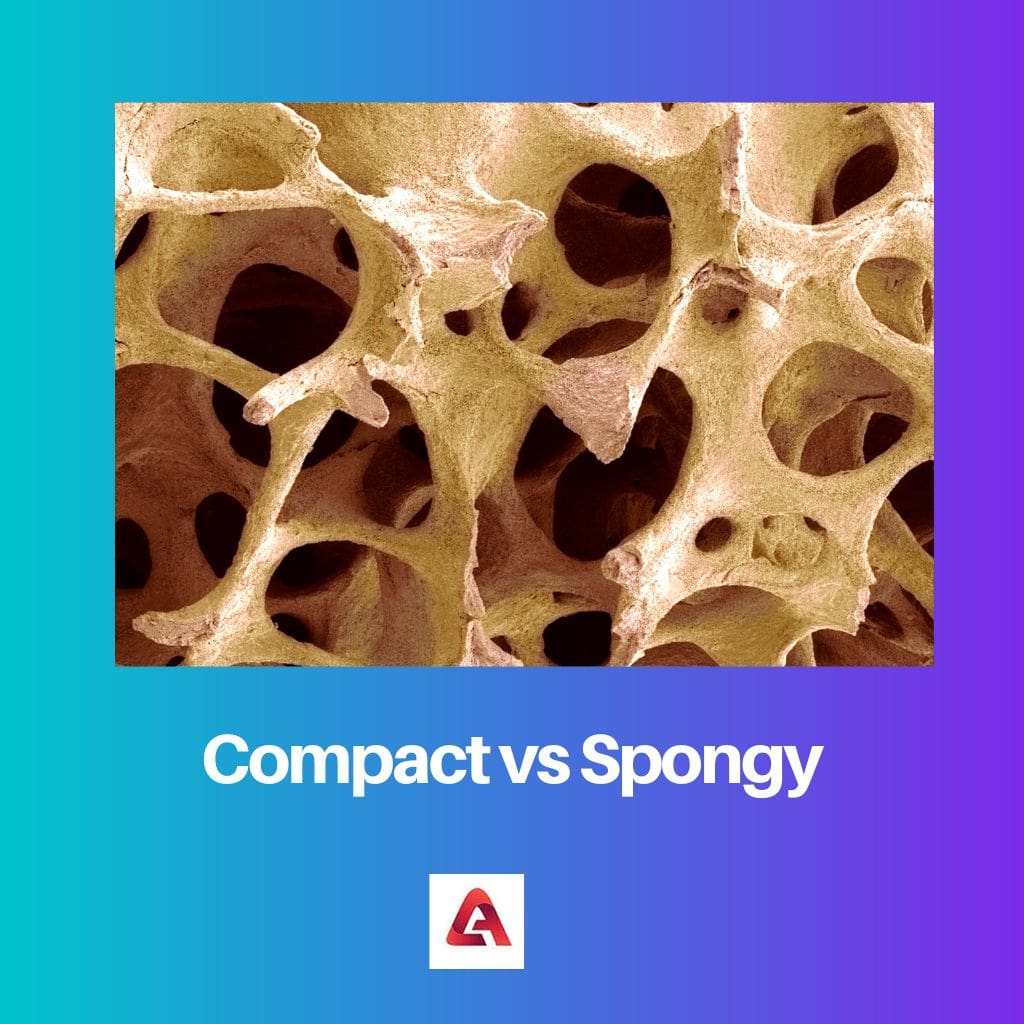 Compact vs Spongy