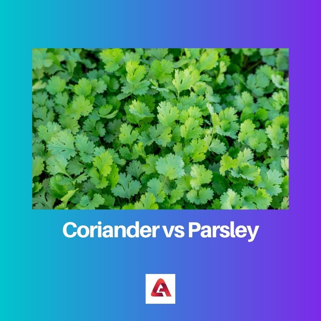 Coriander vs Parsley