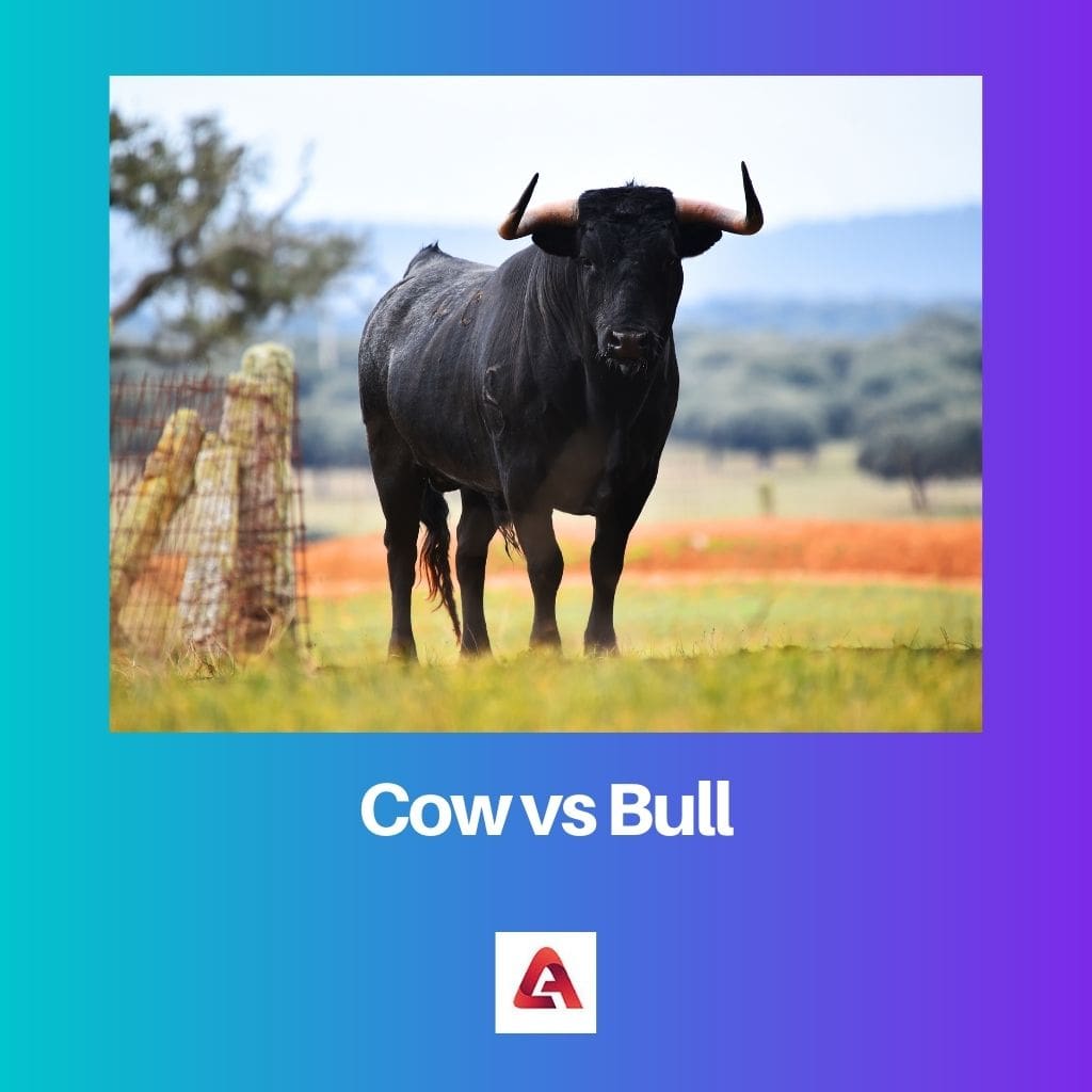 Cow vs Bull