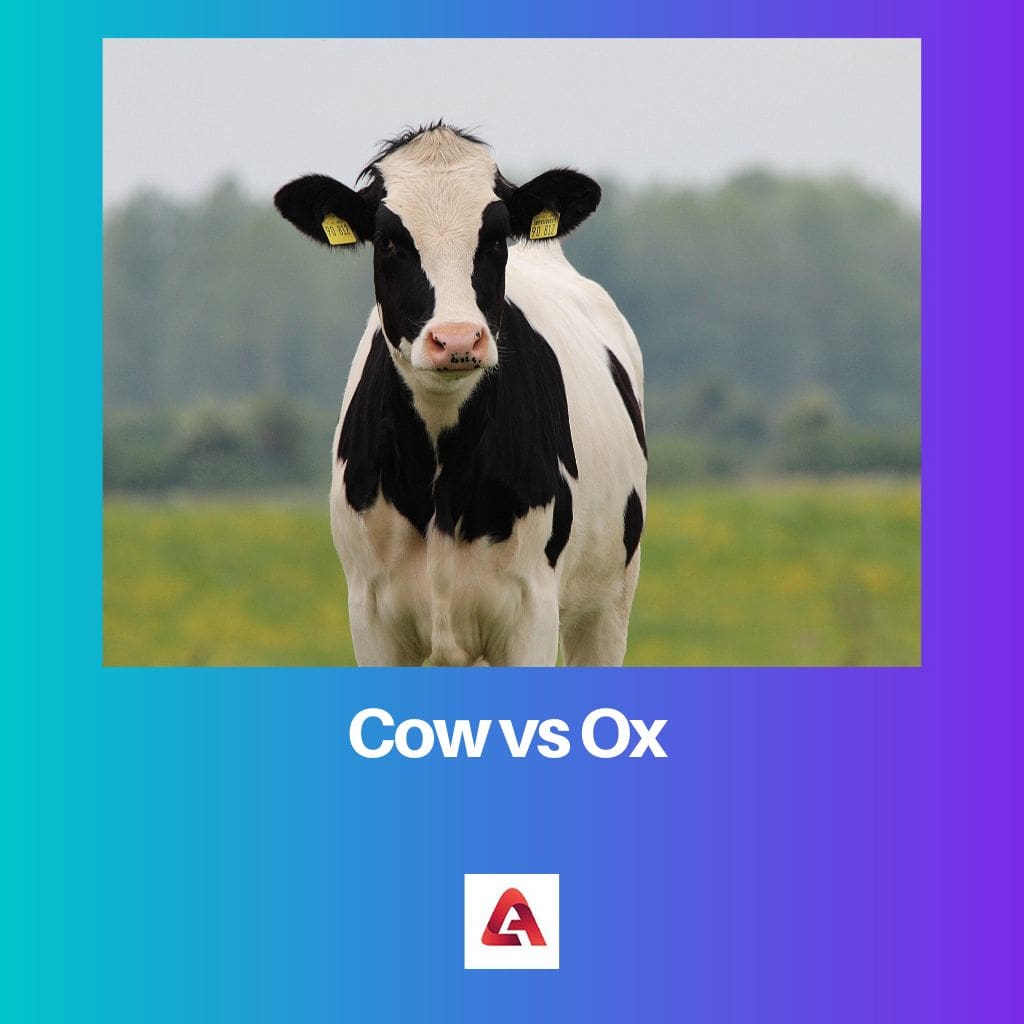 Difference Between Cow and Ox