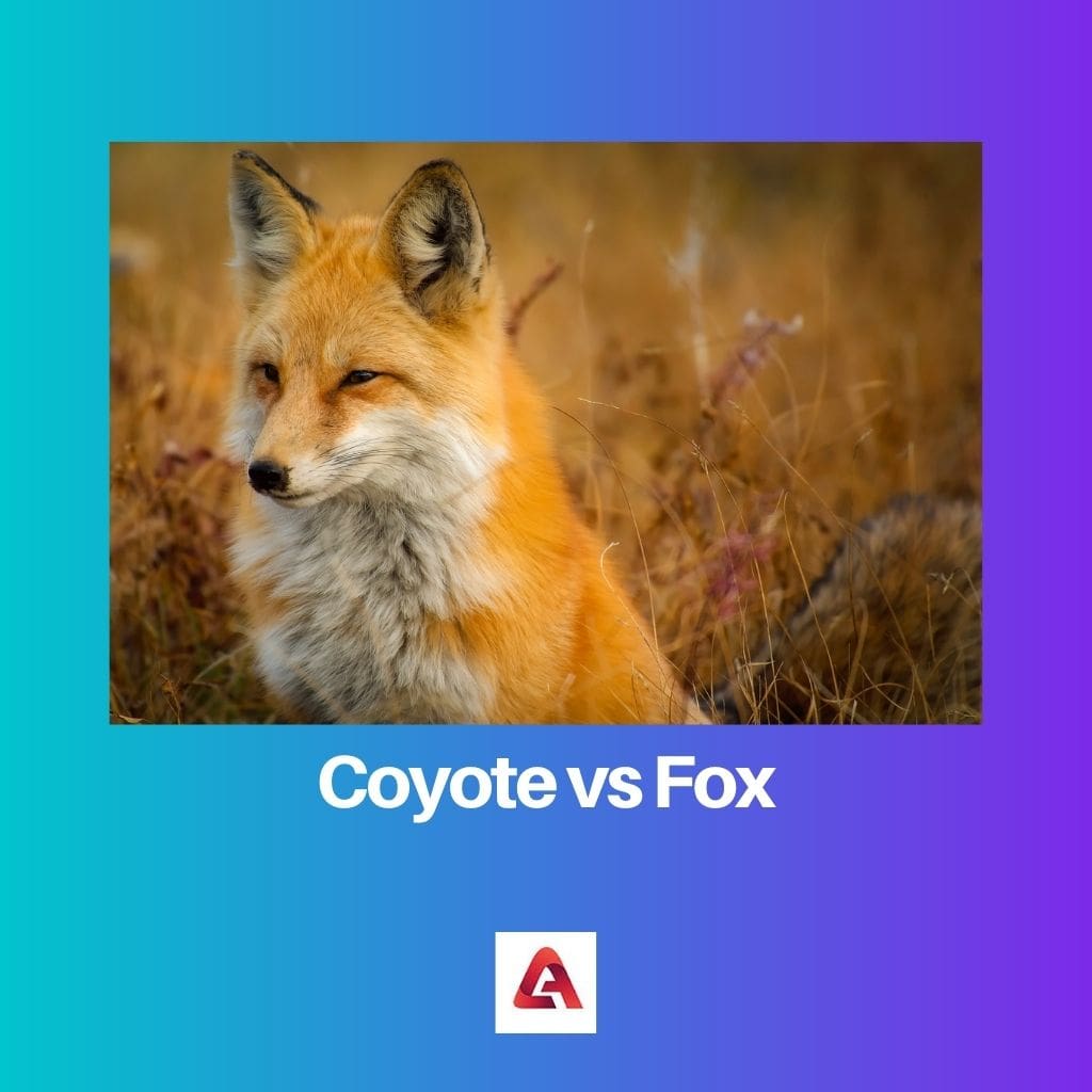 Coyote vs