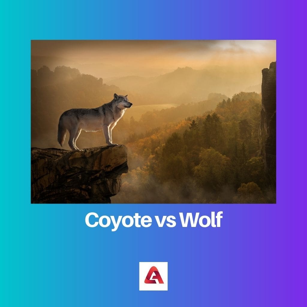 Coyote vs Wolf