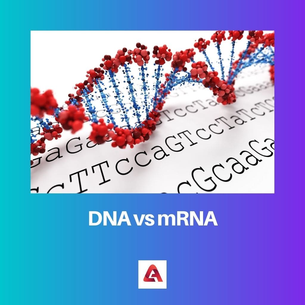 DNA vs mRNA 1