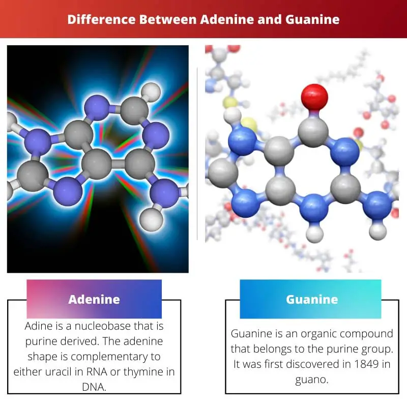 Difference Between Adenine and Guanine