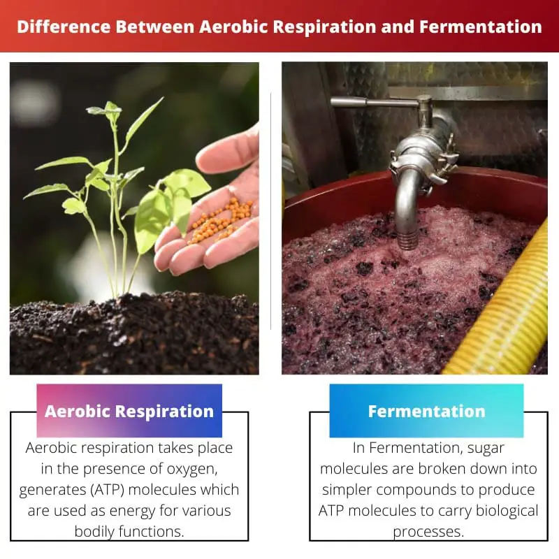 Difference Between Aerobic Respiration and Fermentation