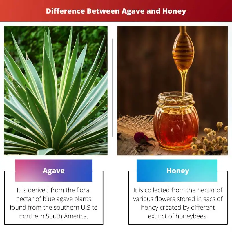 Difference Between Agave and Honey