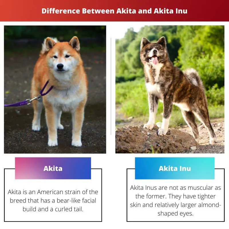Difference Between Akita and Akita Inu