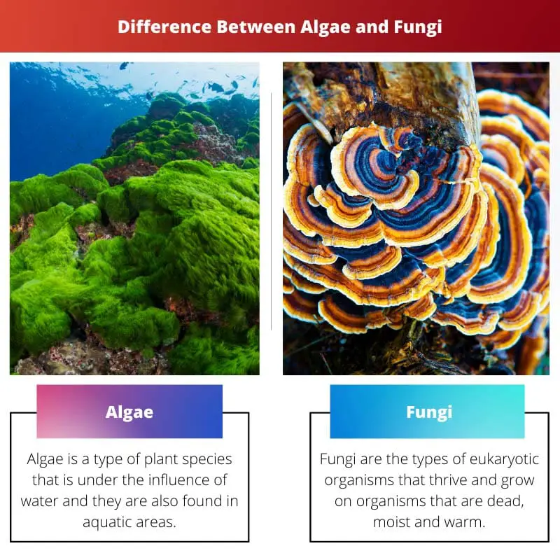 Difference Between Algae and Fungi