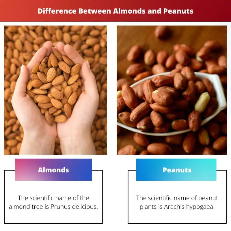 Difference Between Almonds and Peanuts