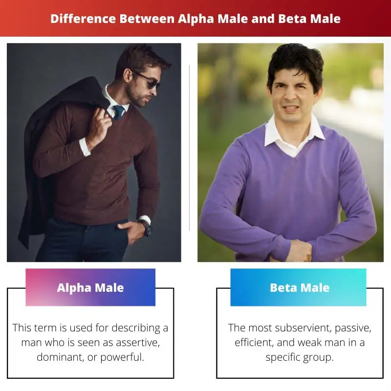 Difference Between Alpha Male and Beta Male