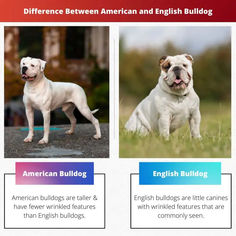 Difference Between American and English Bulldog