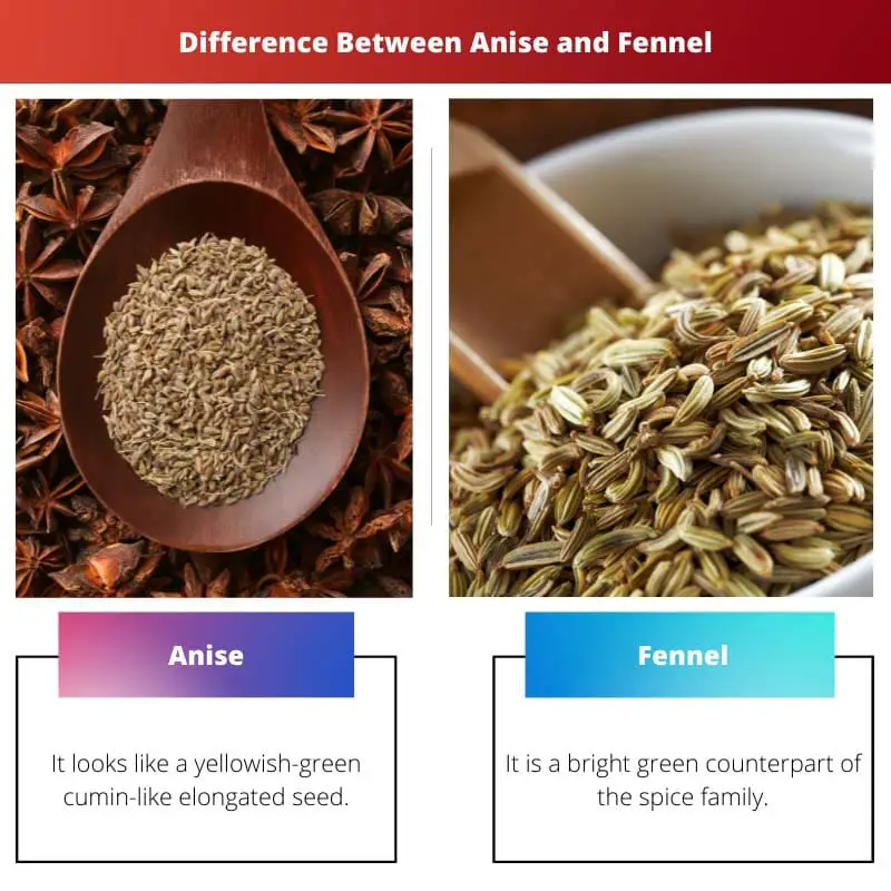Difference Between Anise and Fennel