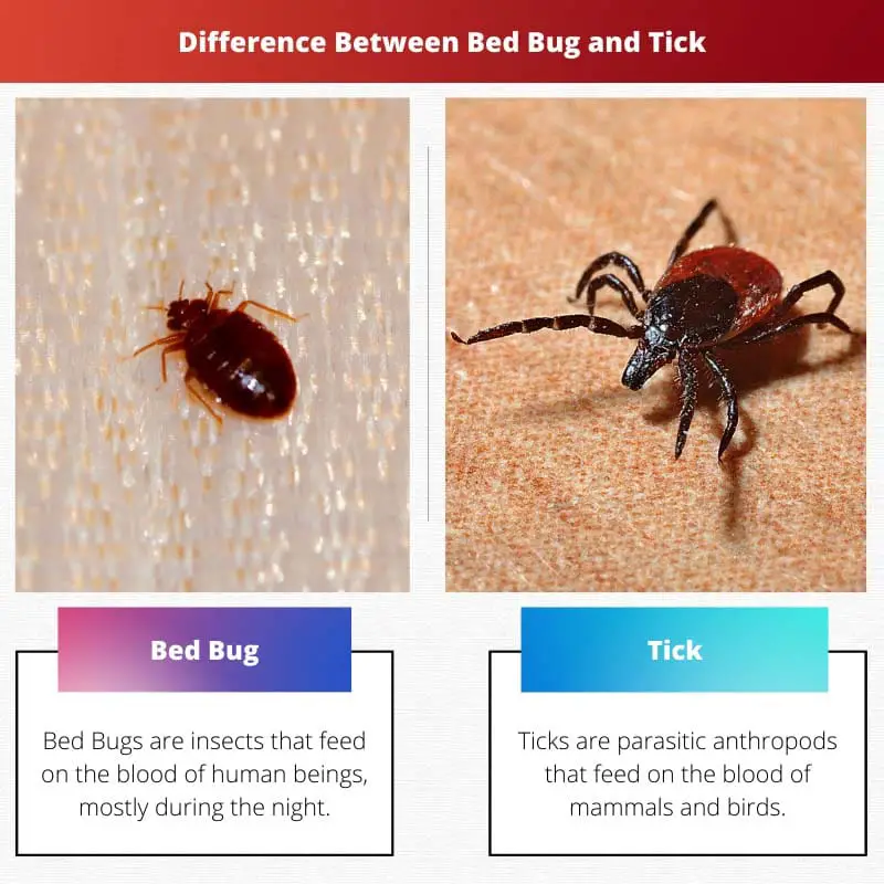 Difference Between Bed Bug and Tick