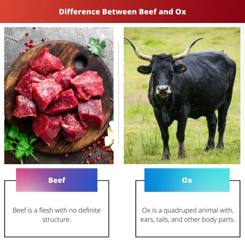 Difference Between Beef and
