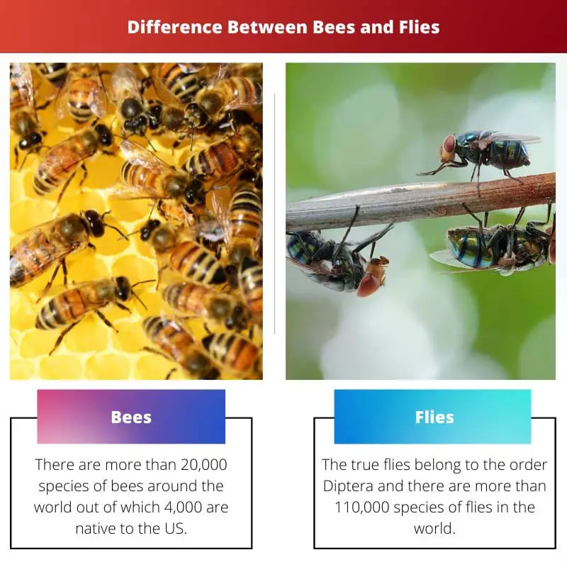 Difference Between Bees and Flies