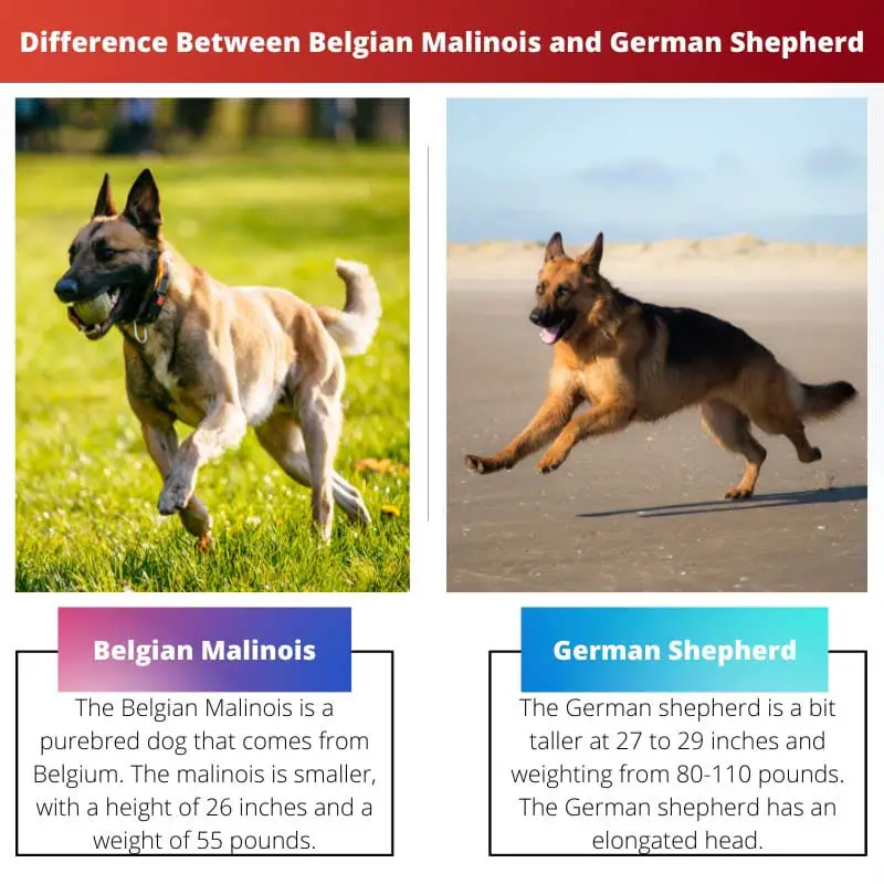 Difference Between Belgian Malinois and German Shepherd