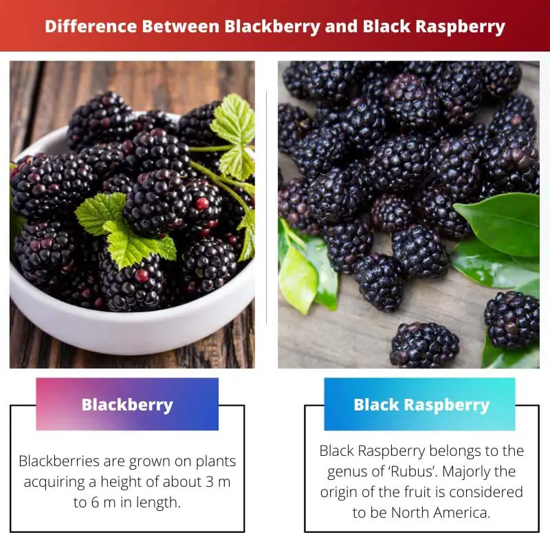 Difference Between Blackberry and Black Raspberry