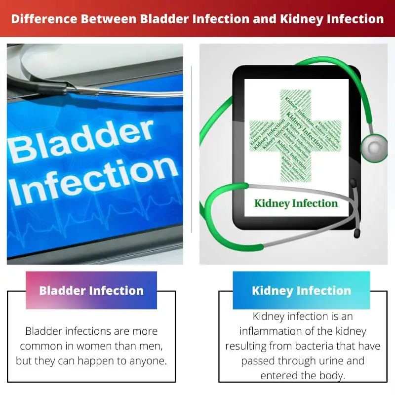 Difference Between Bladder Infection and Kidney Infection