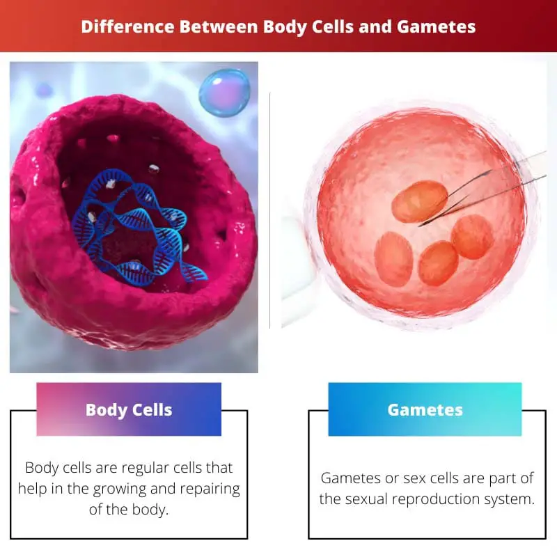 Difference Between Body Cells and Gametes