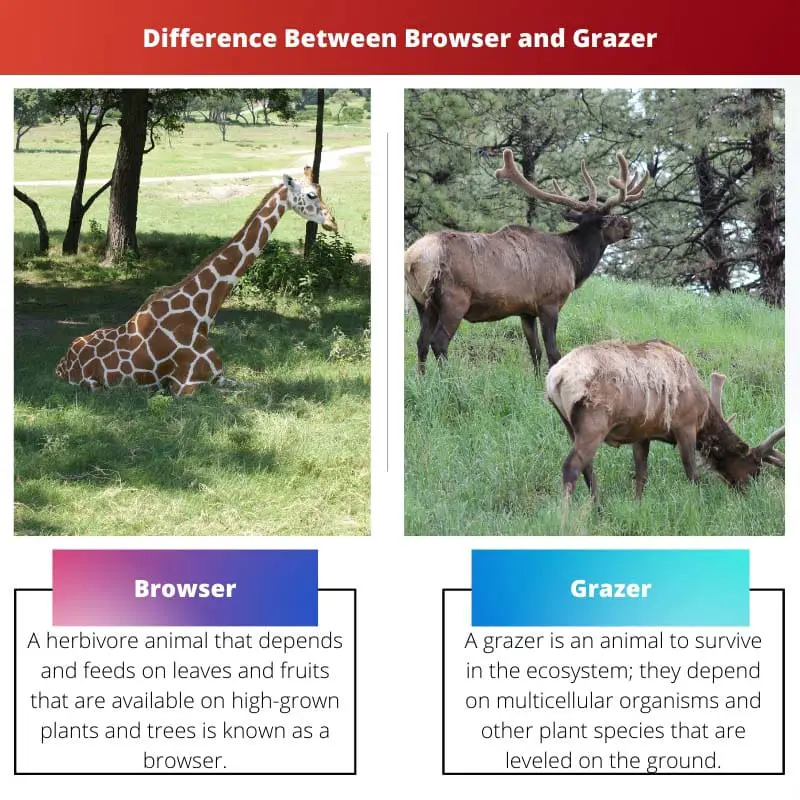 Difference Between Browser and Grazer