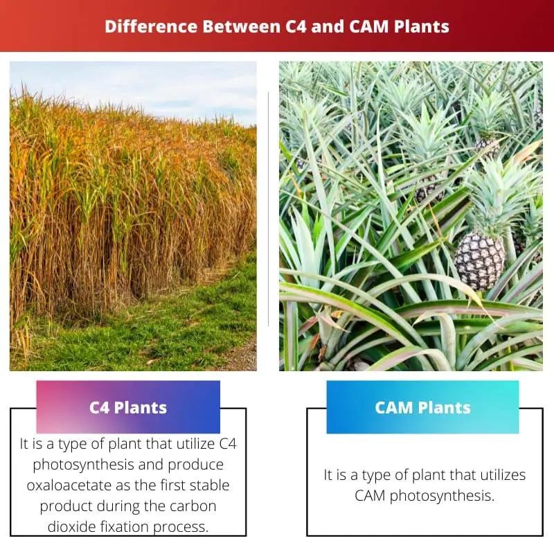 Difference Between C4 and CAM Plants