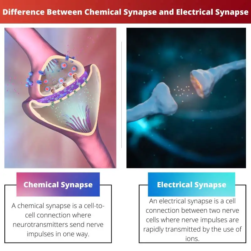 Difference Between Chemical Synapse and Electrical Synapse