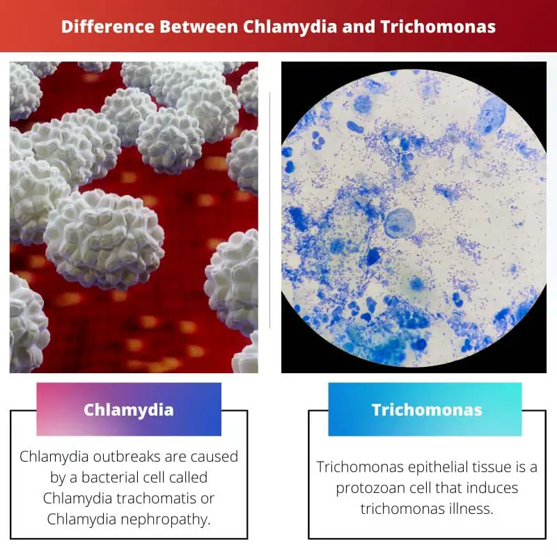 Difference Between Chlamydia and Trichomonas
