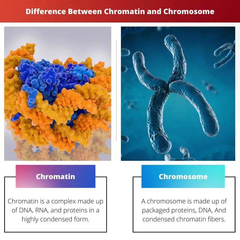 Difference Between Chromatin and Chromosome