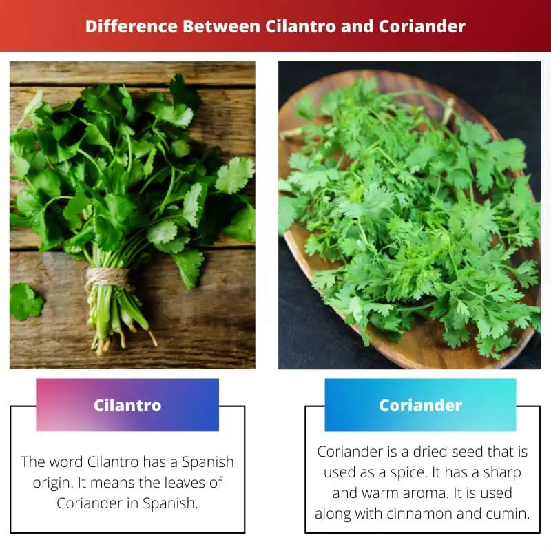 Difference Between Cilantro and Coriander