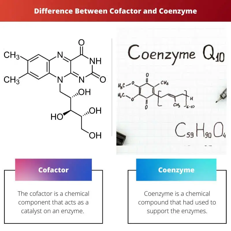 Difference Between Cofactor and Coenzyme