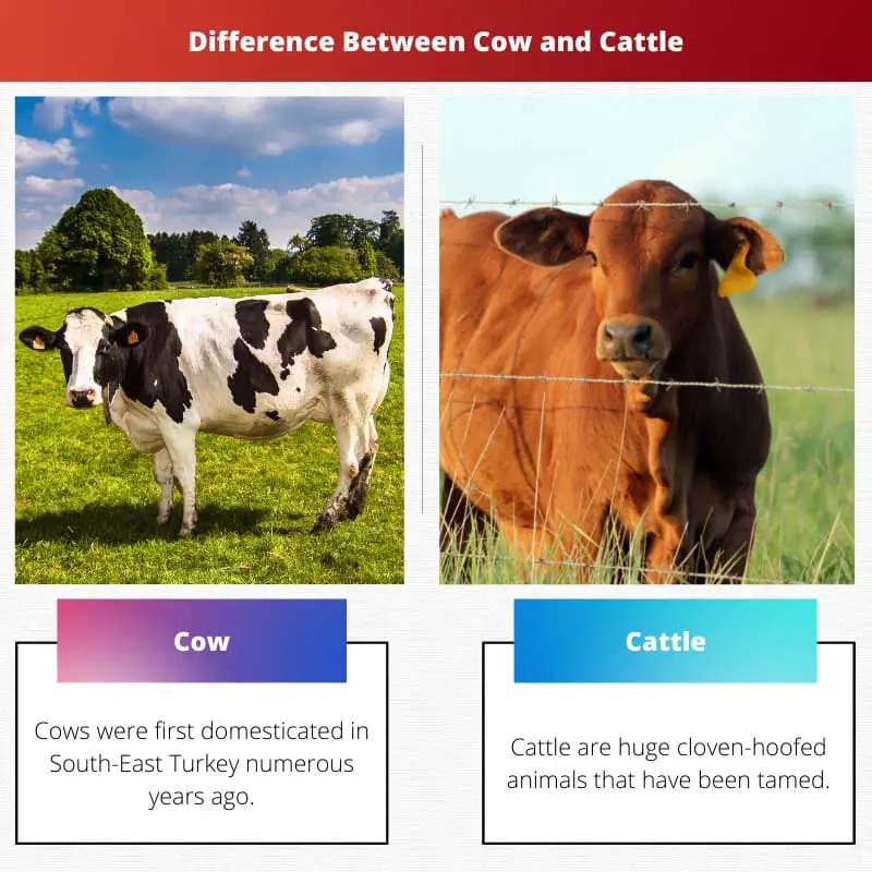 Difference Between Cow and Cattle