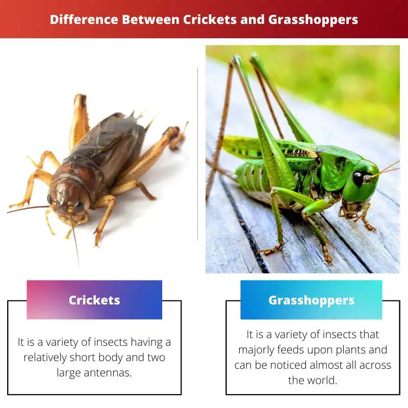 Difference Between Crickets and Grasshoppers