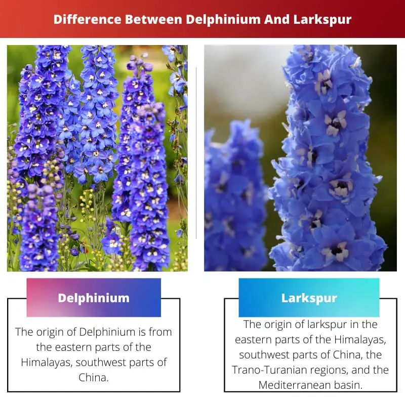 Difference Between Delphinium And Larkspur