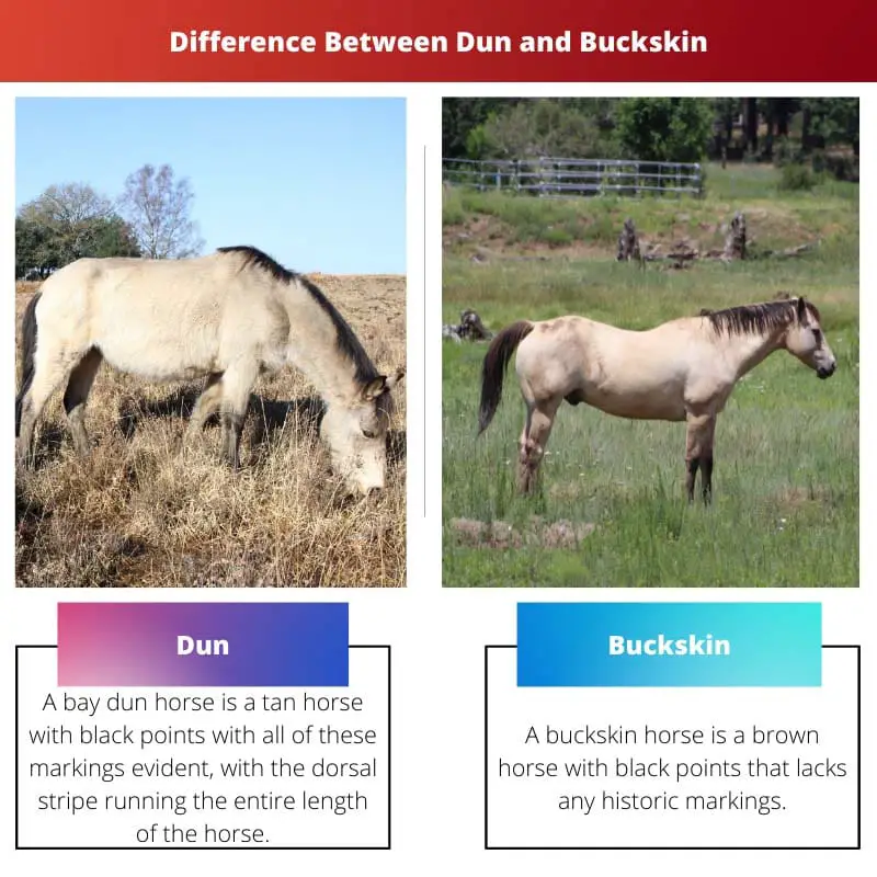 Difference Between Dun and Buckskin