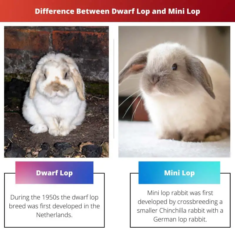 Difference Between Dwarf Lop and Mini Lop