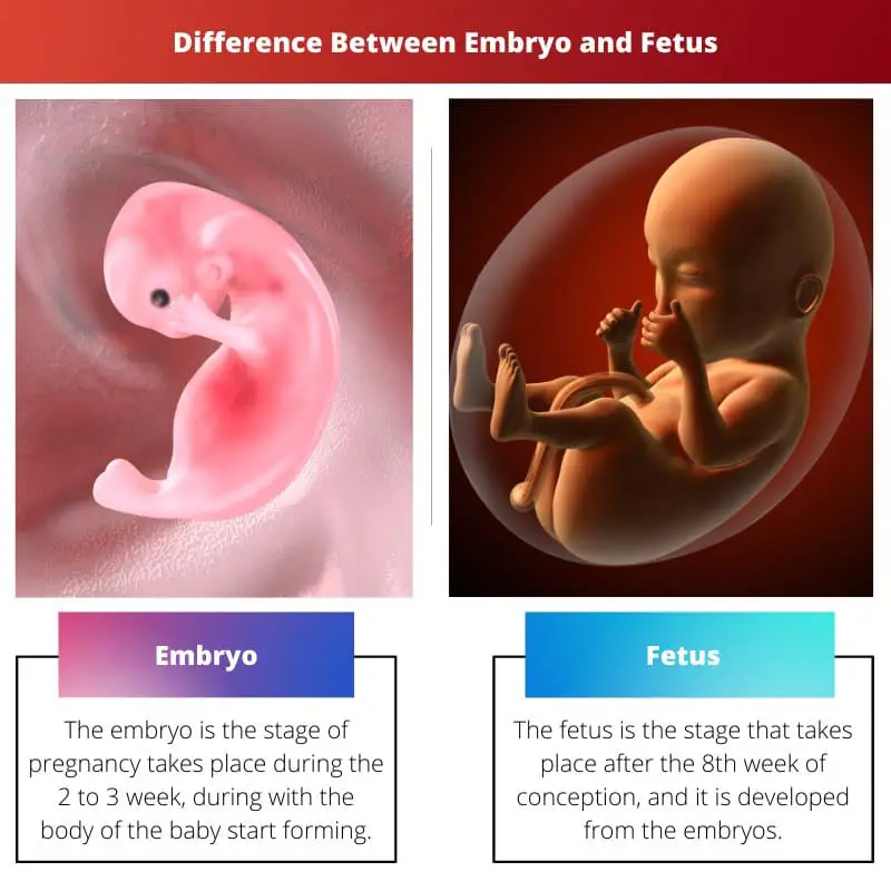 Difference Between Embryo and Fetus