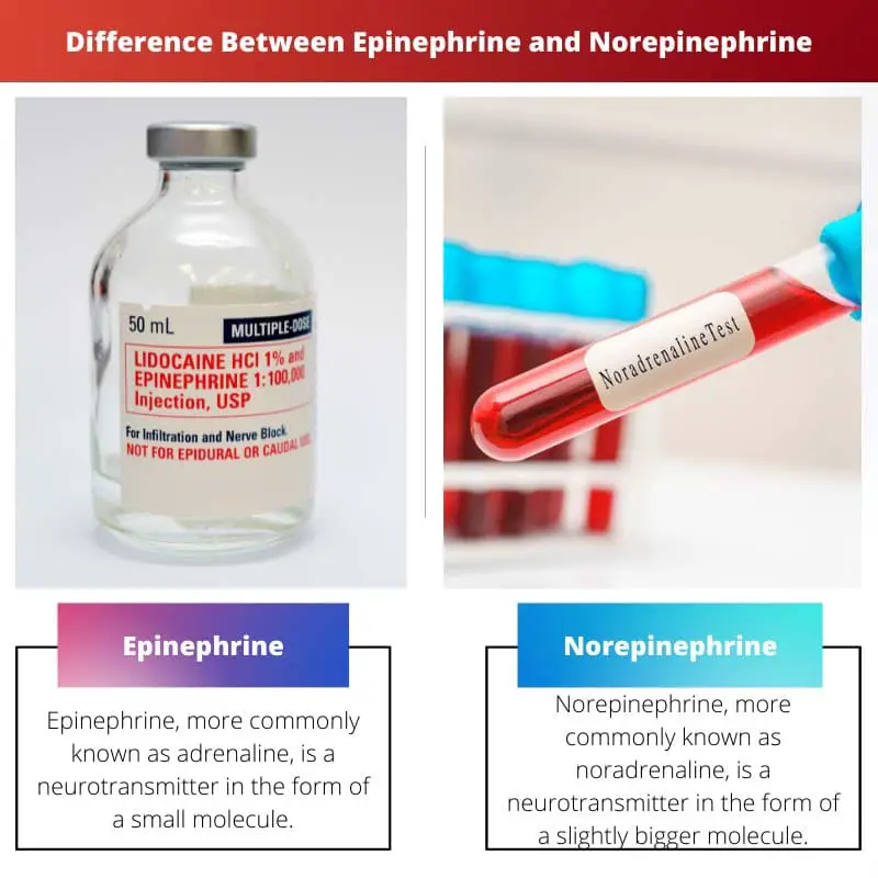 Difference Between Epinephrine and Norepinephrine