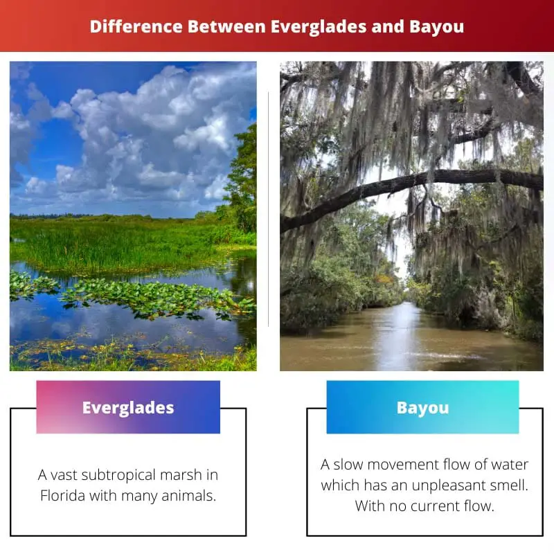 Difference Between Everglades and Bayou