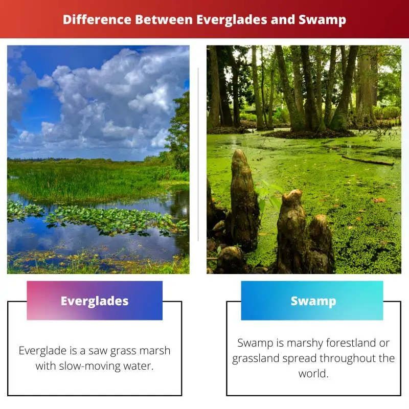 Difference Between Everglades and Swamp