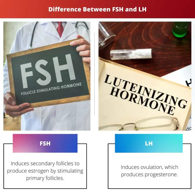 Difference Between FSH and LH